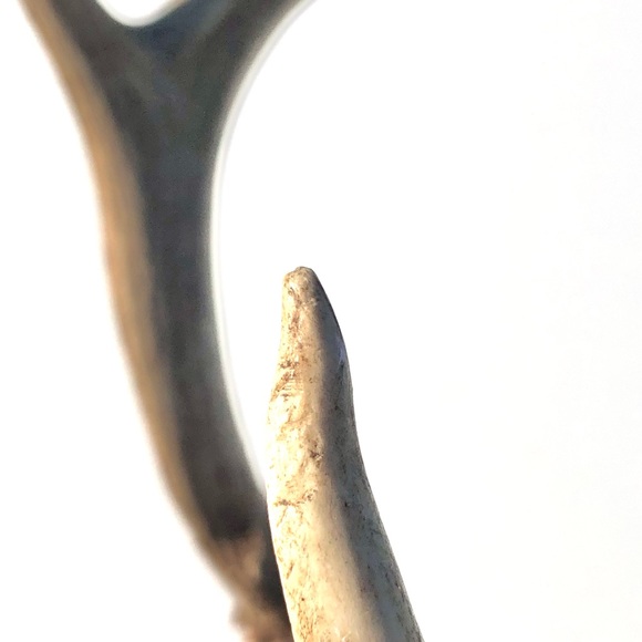 Deer Antlers - Picture 9 of 15